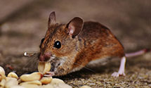 24 Hour & Emergency Exterminators in Zalma, MO